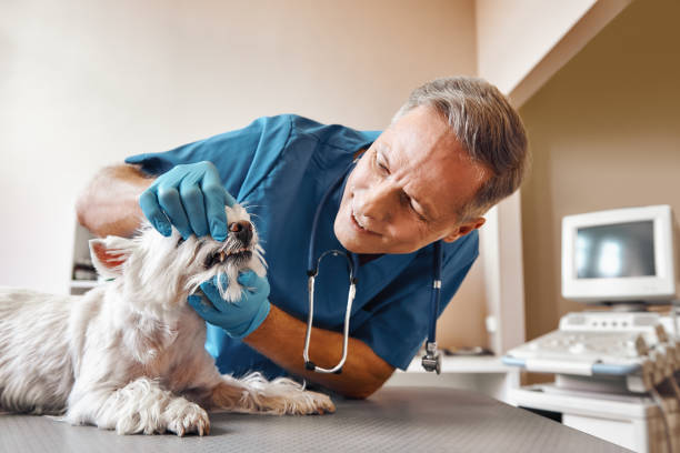 Best Emergency Dentist for Knocked-Out Tooth in Lenape Heights, PA